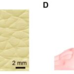 'Drop-printing' shows potential for constructing bioelectronic interfaces that conform to complex surfaces