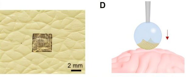 'Drop-printing' shows potential for constructing bioelectronic interfaces that conform to complex surfaces