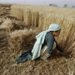 Illustrative image of crops for article on AI agriculture.