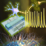 Engineers create first artificial neurons that could directly communicate with living cells
