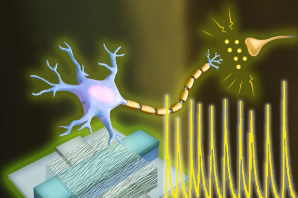 Engineers create first artificial neurons that could directly communicate with living cells