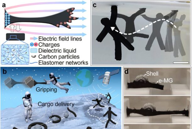 Shapeshifting soft robot uses electric fields to swing like a gymnast