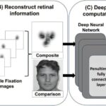 Super recognizers' unique eye patterns give AI an edge in face matching tasks