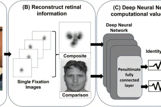 Super recognizers' unique eye patterns give AI an edge in face matching tasks
