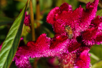 How bee brains are shaping next-generation computer chips