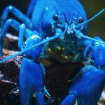 Blue lobster as, with the launch of KiloClaw, enterprises now have a tool to enforce governance over autonomous agents and manage shadow AI.
