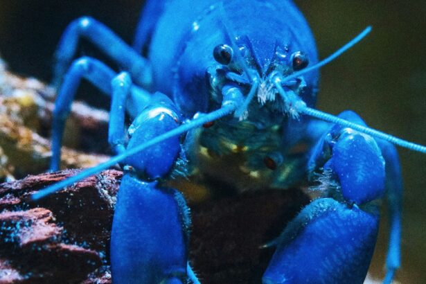 Blue lobster as, with the launch of KiloClaw, enterprises now have a tool to enforce governance over autonomous agents and manage shadow AI.